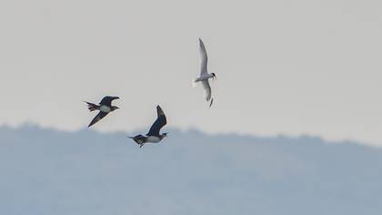 Parasitic Jaeger