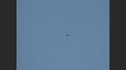 European Red-rumped Swallow