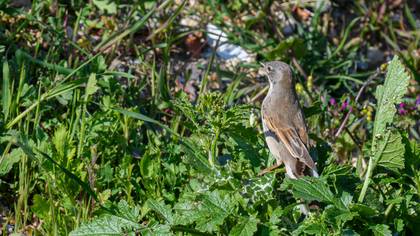 Common Whitethroat