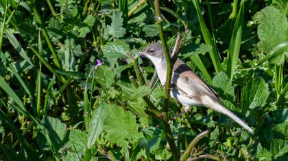 Common Whitethroat