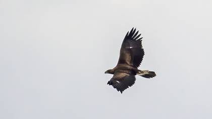 Golden Eagle