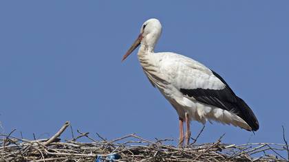 White Stork