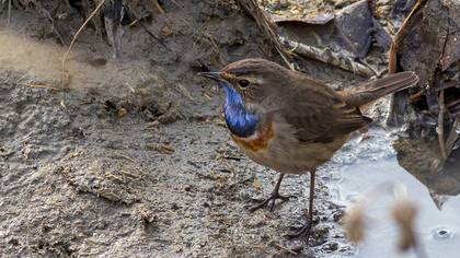Bluethroat