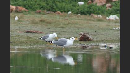 Yellow-legged Gull