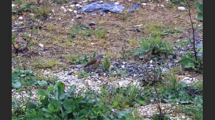 Common Linnet
