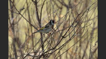European Goldfinch