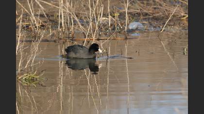Eurasian Coot