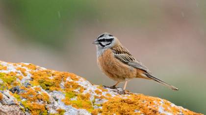 Rock Bunting
