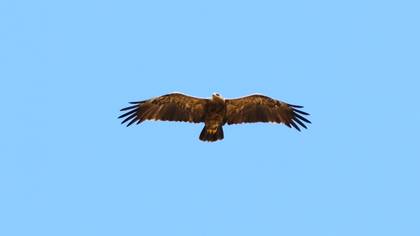 Lesser Spotted Eagle