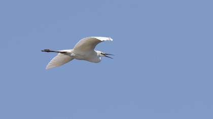 Little Egret