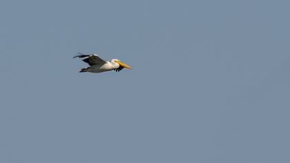 Great White Pelican