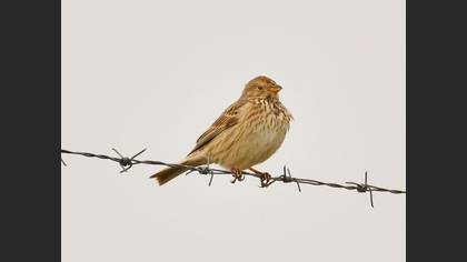 Corn Bunting