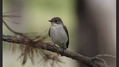 Collared Flycatcher