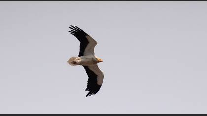 Egyptian Vulture