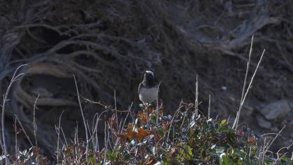 Hooded Wheatear