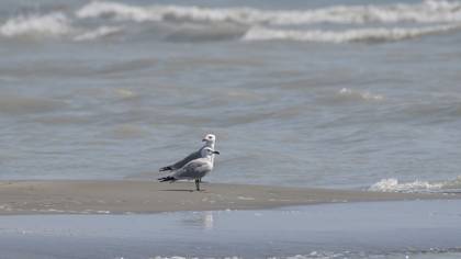 Audouin`s Gull