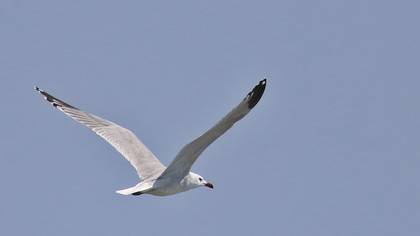Audouin`s Gull