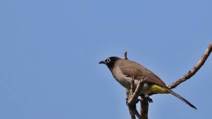White-spectacled Bulbul