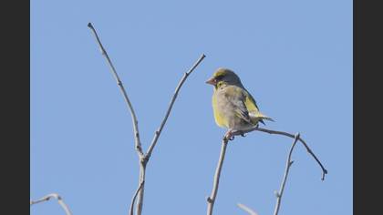 European Greenfinch
