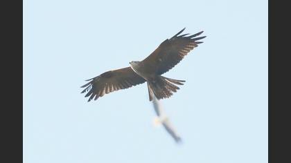 Black Kite