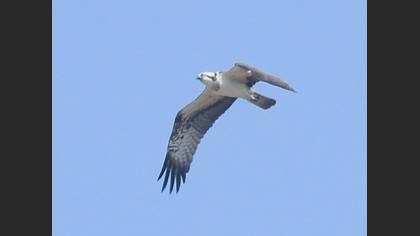 Osprey