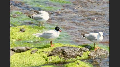 Mediterranean Gull