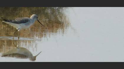 Marsh Sandpiper