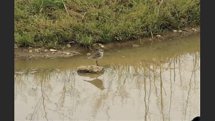 Water Pipit