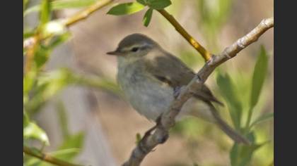 Willow Warbler