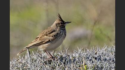 Crested Lark
