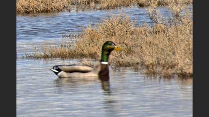 Mallard