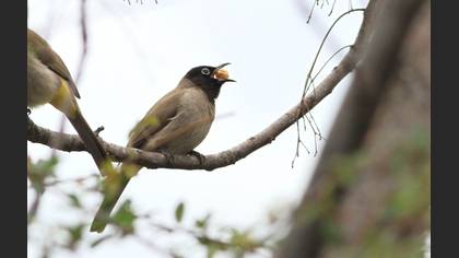 White-spectacled Bulbul