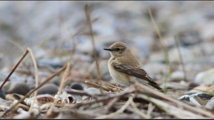 Desert Wheatear
