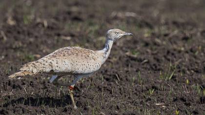 Asian Houbara