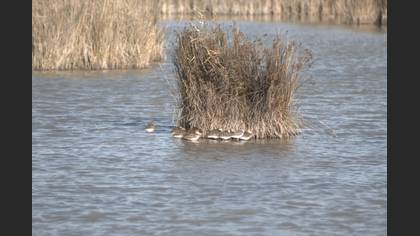 Lesser Yellowlegs