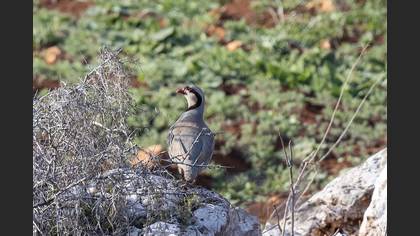 Chukar Partridge