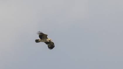 Eastern Imperial Eagle