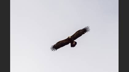 Lesser Spotted Eagle