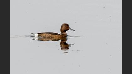 Ferruginous Duck