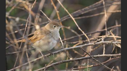 Common Nightingale
