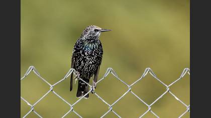 Common Starling