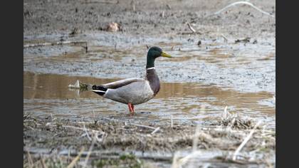 Mallard