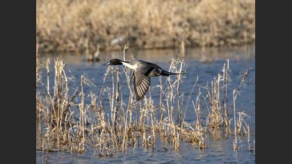 Northern Pintail