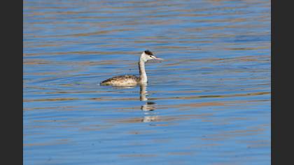 Great Crested Grebe
