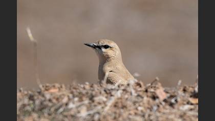 Isabelline Wheatear