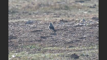 Northern Wheatear