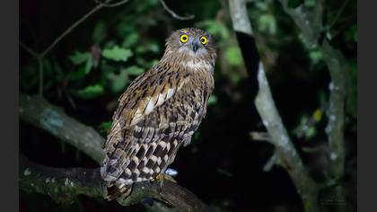 Brown Fish Owl