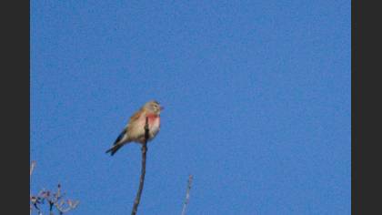 Common Linnet