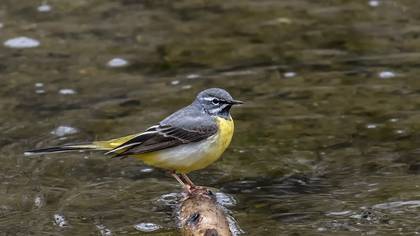 Grey Wagtail