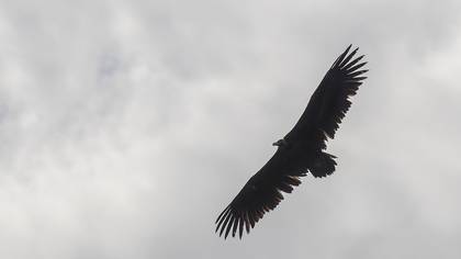 Cinereous Vulture
